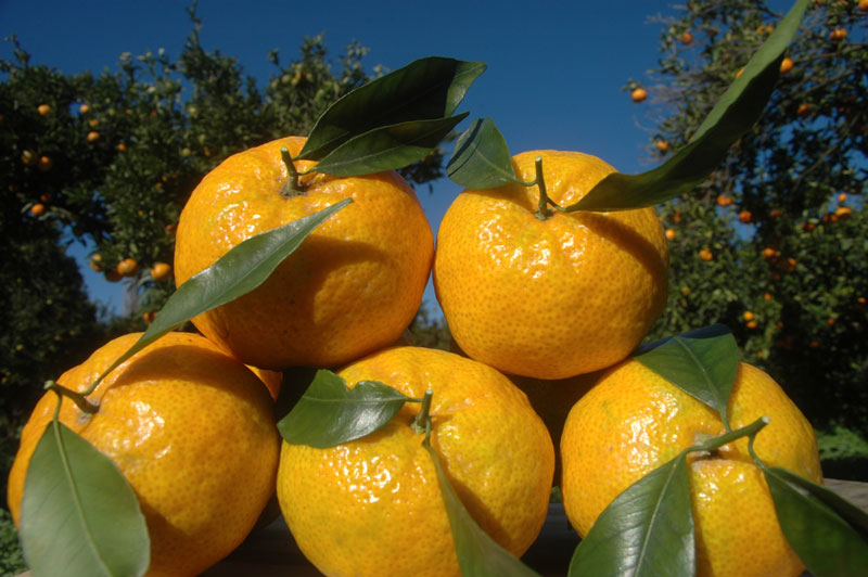 YERLİ (BODRUM) MANDALİN